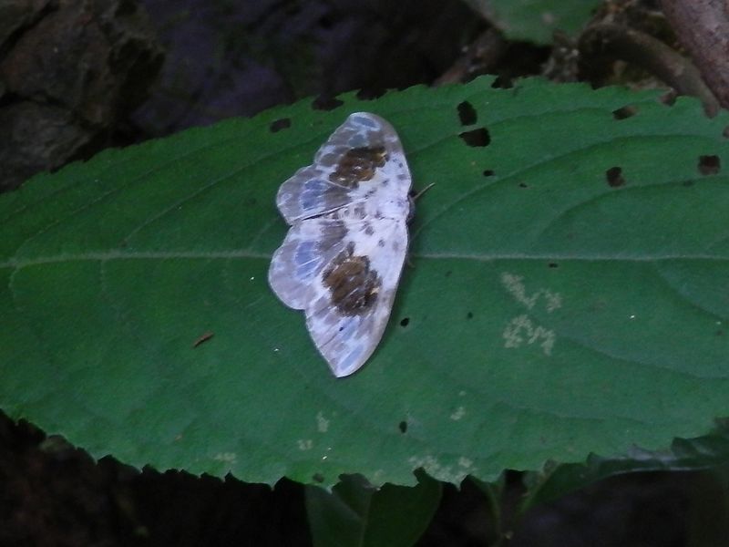 マダラカギバ（蛾）