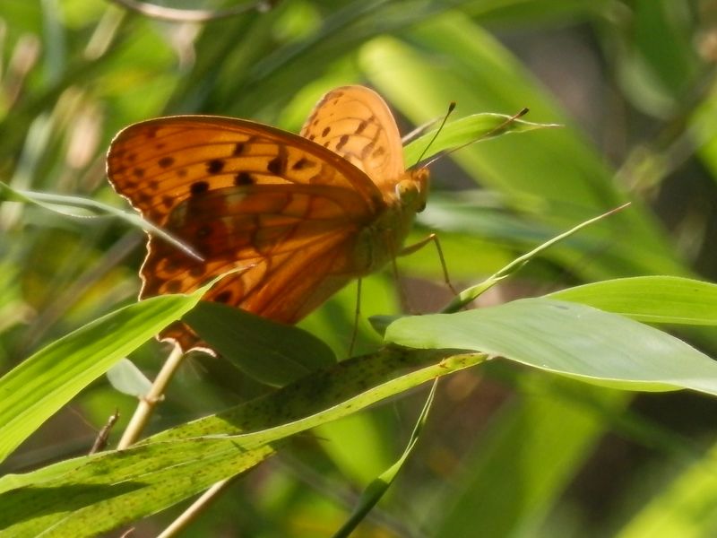 ここにもメスグロヒョウモン（♂）