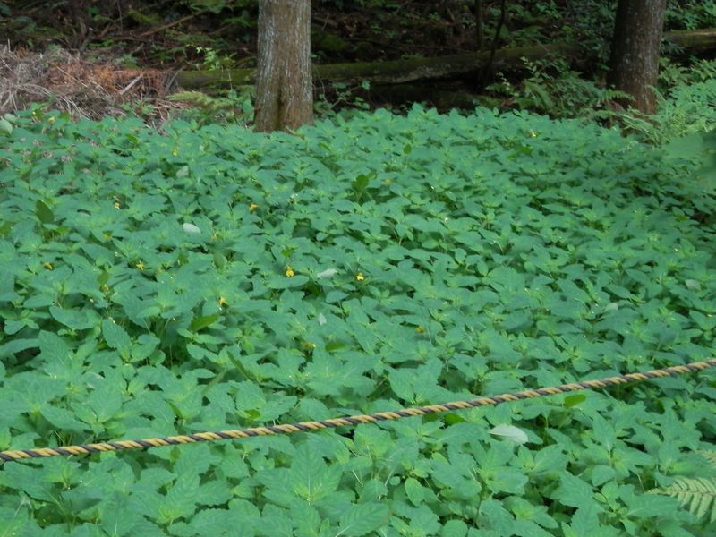 ロープの向こうにキツリフネの群生