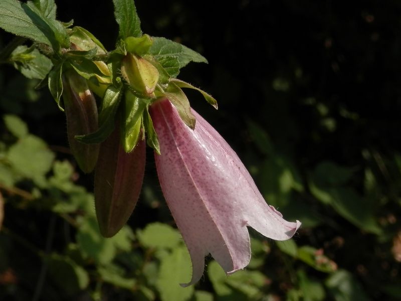 ヤマホタルブクロ