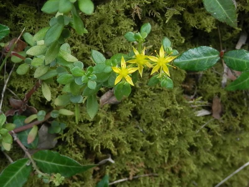 コモチマンネングサ