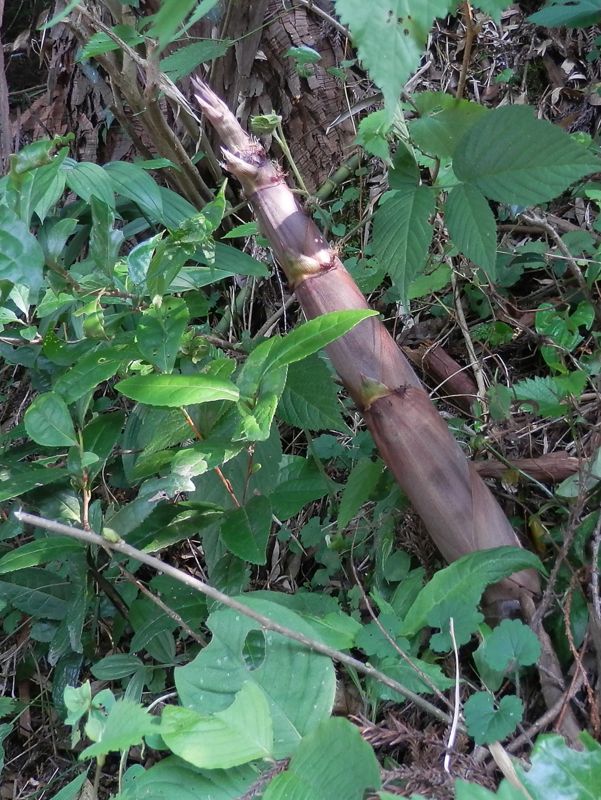 斜めに出たタケノコ