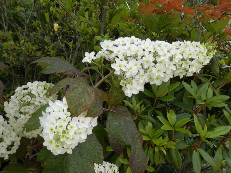 カシワバアジサイ