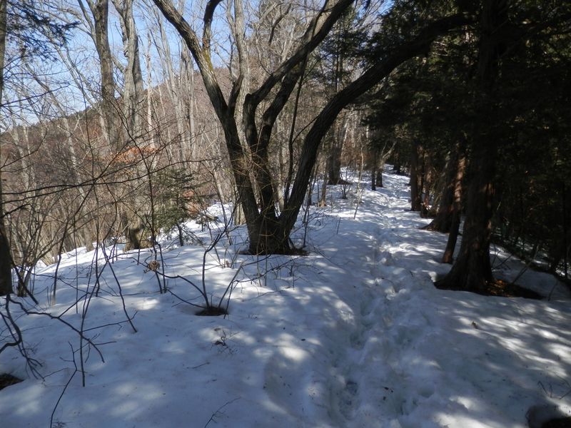 尾根の雪も、ほぼ踏み固まっていた