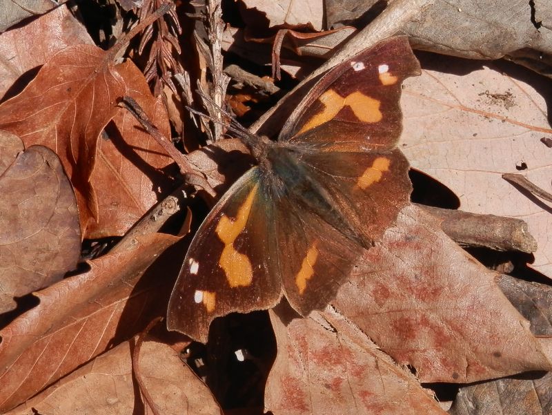 陽射しを浴びる、テングチョウ