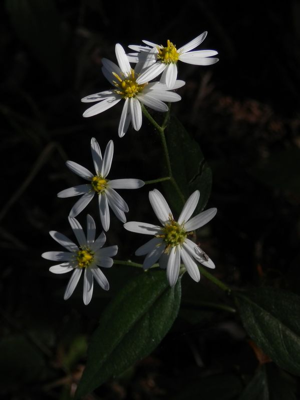 シロヨメナかな