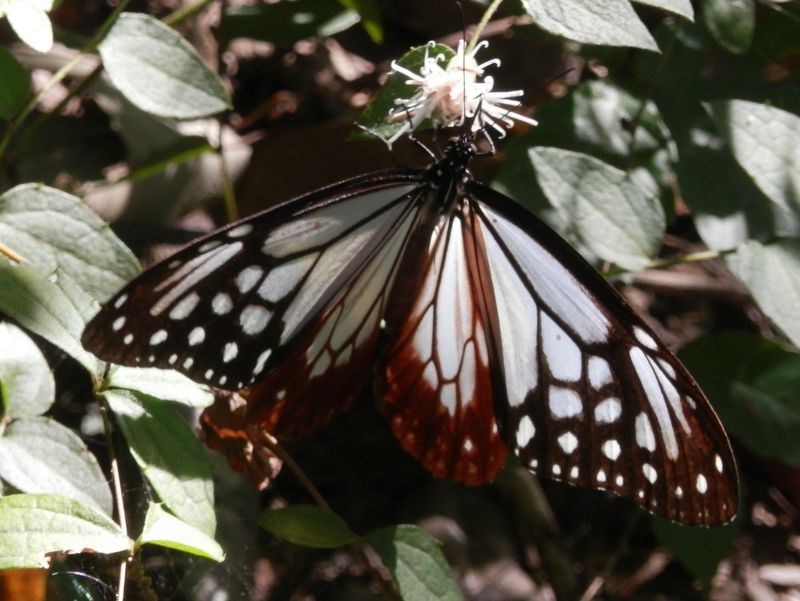 アサギマダラとコウヤボウキ