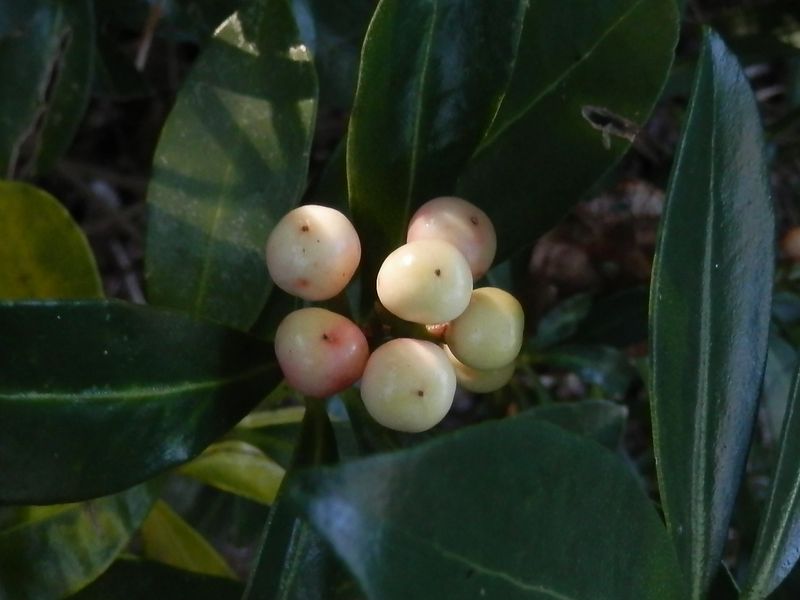 ミヤマシキミなら有毒