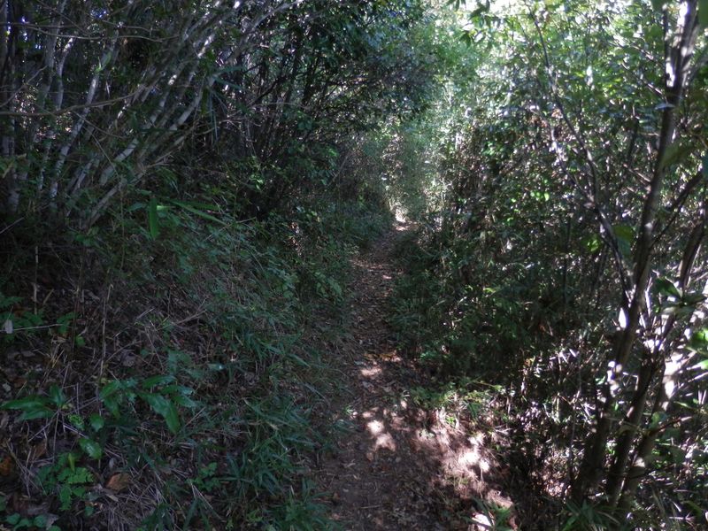 杉峠に向かう道