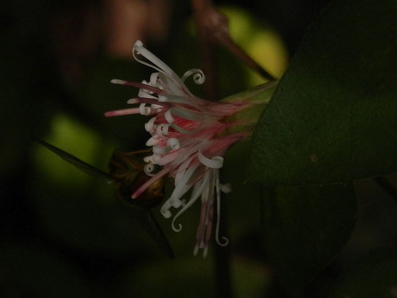 コウヤボウキとハナアブ