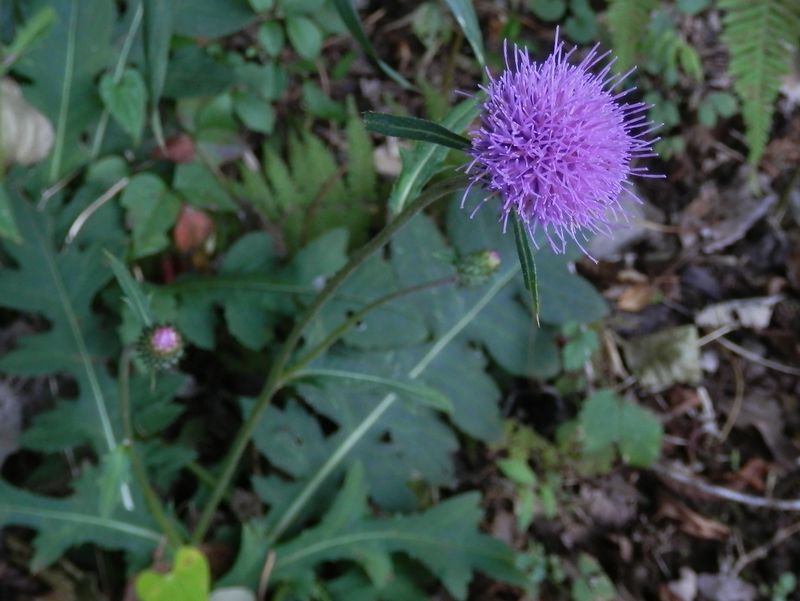 タムラソウのトゲは痛くない