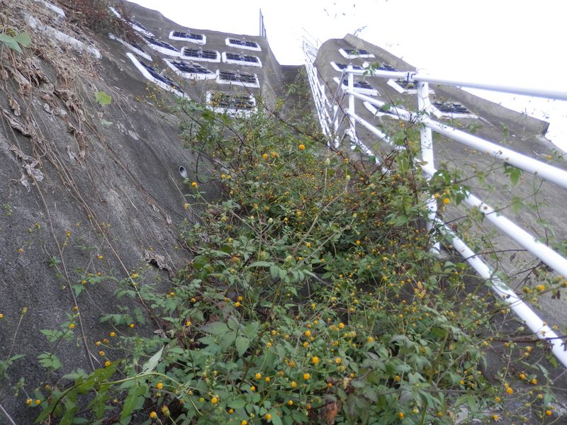 センダングサが立ちはだかる
