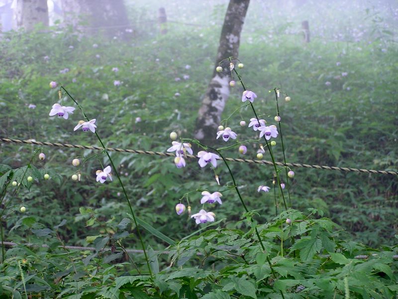 御岳平から大岳山 -- レンゲショウマの群生地