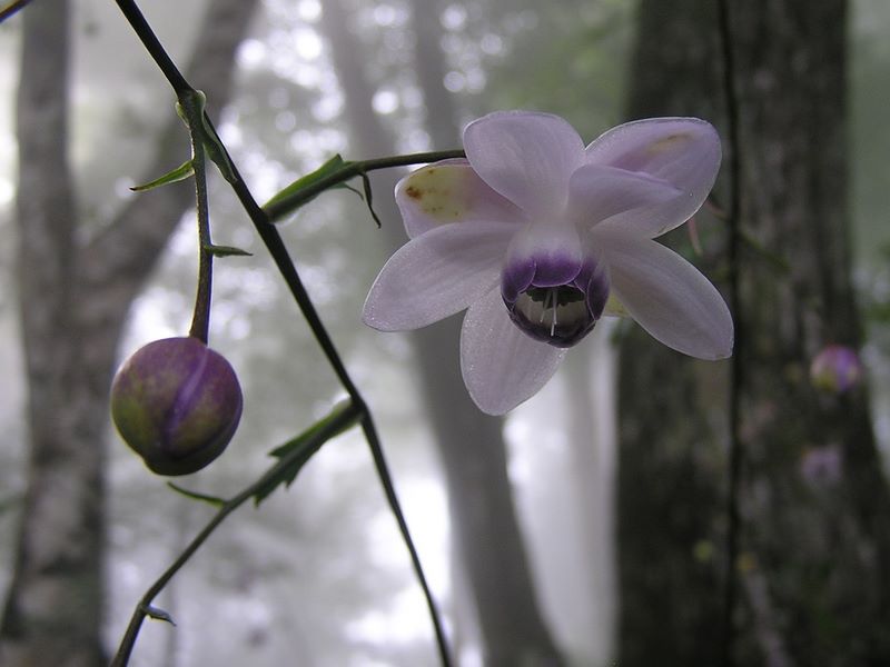 御岳平から大岳山 -- レンゲショウマは一輪ずつ至近距離から見るといっそう美しい