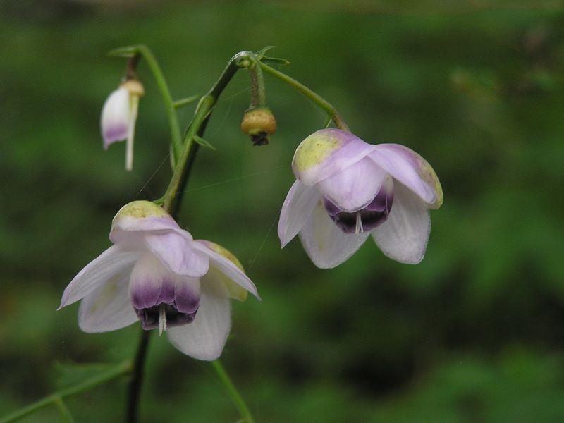 御岳平から大岳山 -- 見ごろのレンゲショウマ