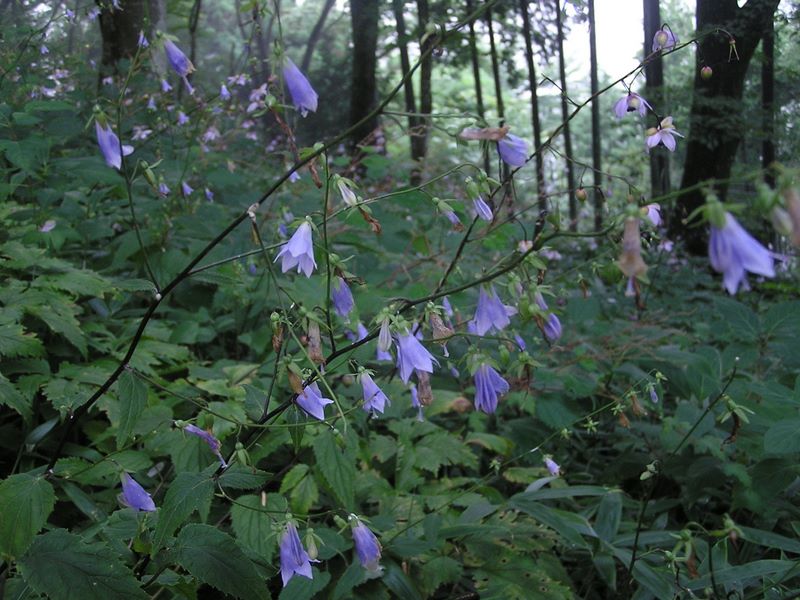 御岳平から大岳山 -- ソバナも咲いていたが、誰も見向きもしないようだった