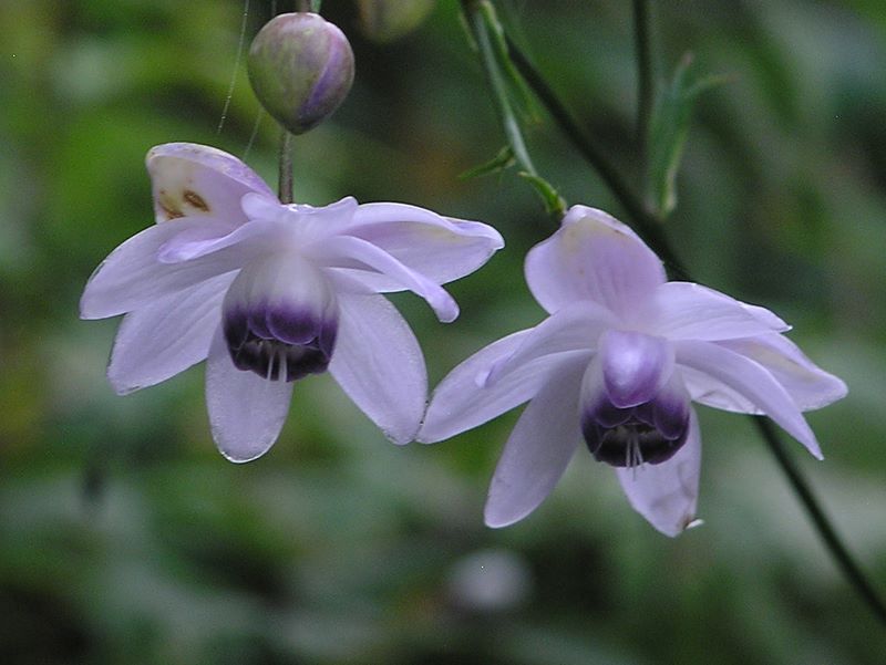 御岳平から大岳山 -- 近づいてみるほどに美しいレンゲショウマだが、痣や傷の全くない花はほとんどない