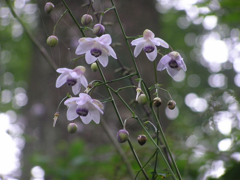 御岳平から大岳山 -- レンゲショウマの群生地で長居をしすぎてしまった