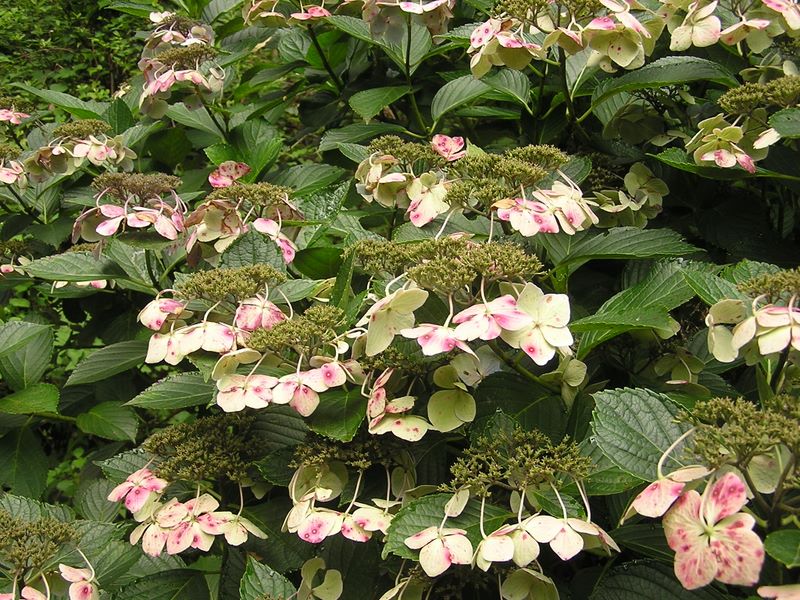 御岳平から大岳山 -- こういうアジサイは、園芸品種かな