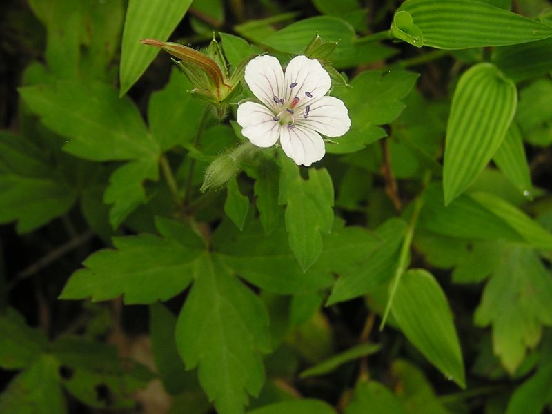 御岳平から大岳山 -- ゲンノショウコ