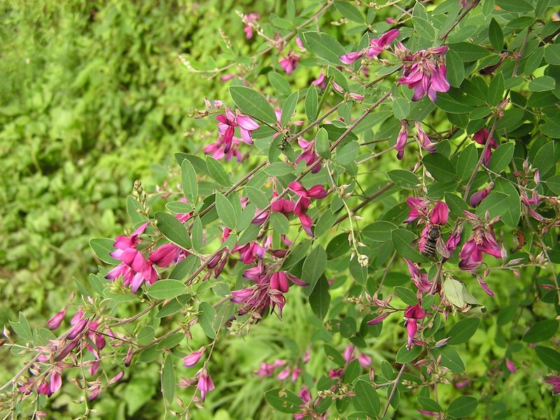 御岳平から大岳山 -- ハギとミツバチとアリ