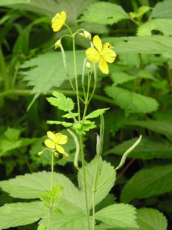 御岳平から大岳山 -- クサノオウ
