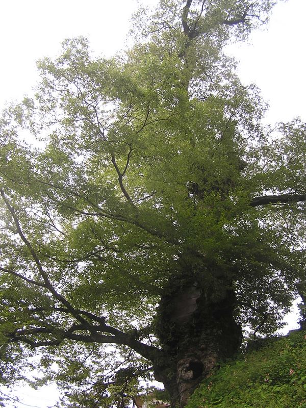 御岳平から大岳山 -- 参道の斜面に立つ「神代ケヤキ」