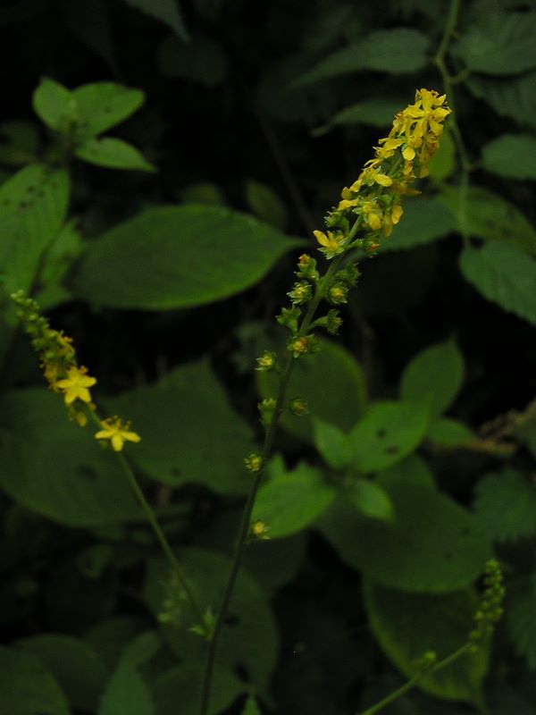 御岳平から大岳山 -- キンミズヒキ