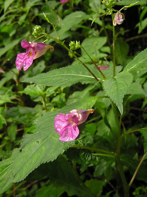 御岳平から大岳山 -- 咲き始めたツリフネソウ