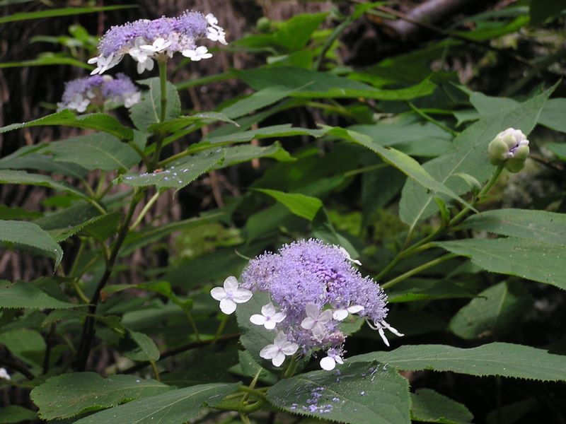 御岳平から大岳山 -- タマアジサイ