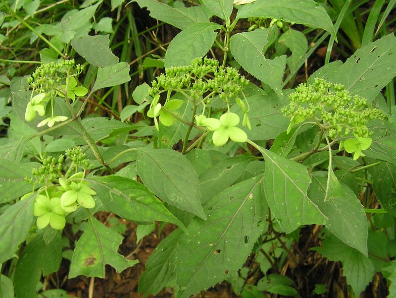 御岳平から大岳山 -- これって、病気のアジサイ？
