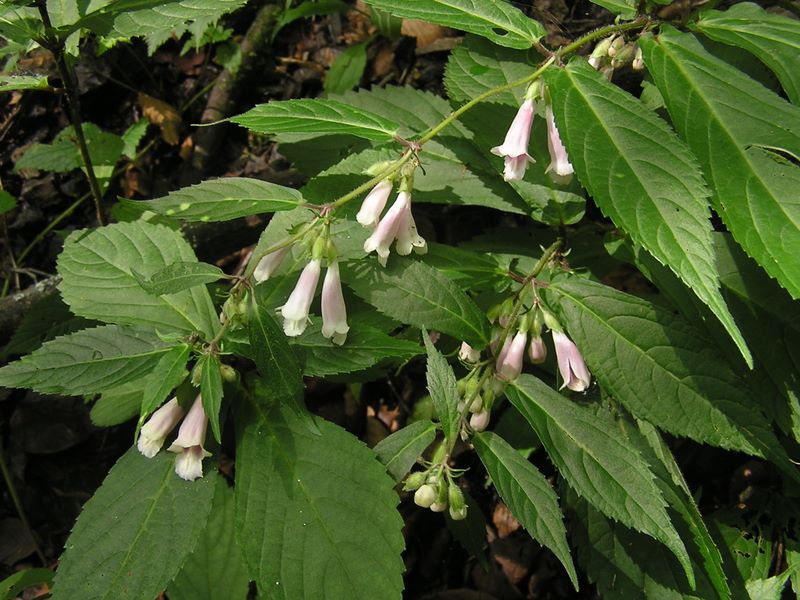 御岳平から大岳山 -- ジャコウソウ