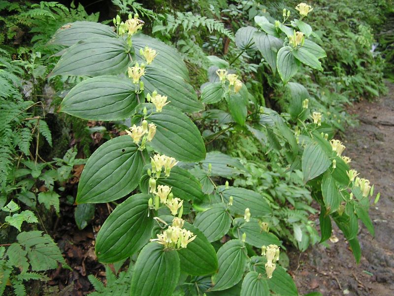 御岳平から大岳山 -- タマガワホトトギス