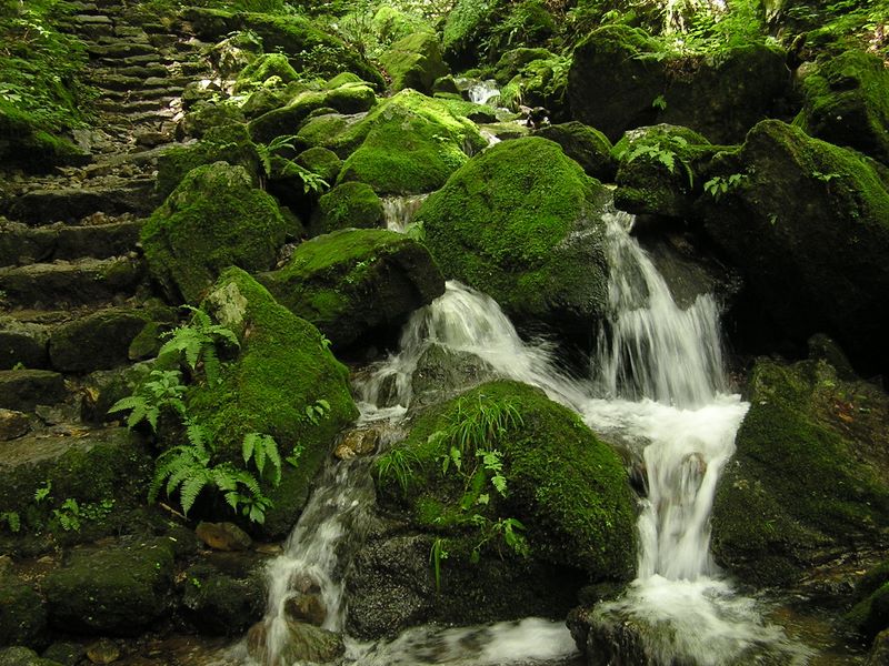 御岳平から大岳山 -- 緑の苔とシダが美しいロックガーデン