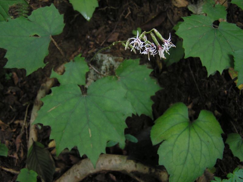 御岳平から大岳山 -- オクモミジハグマ