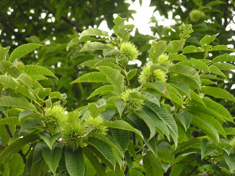 大岳山頂のヤマグリ