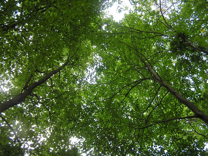 御岳平から大岳山 -- 陽が差してきたので見上げれば、緑のステンドグラス 