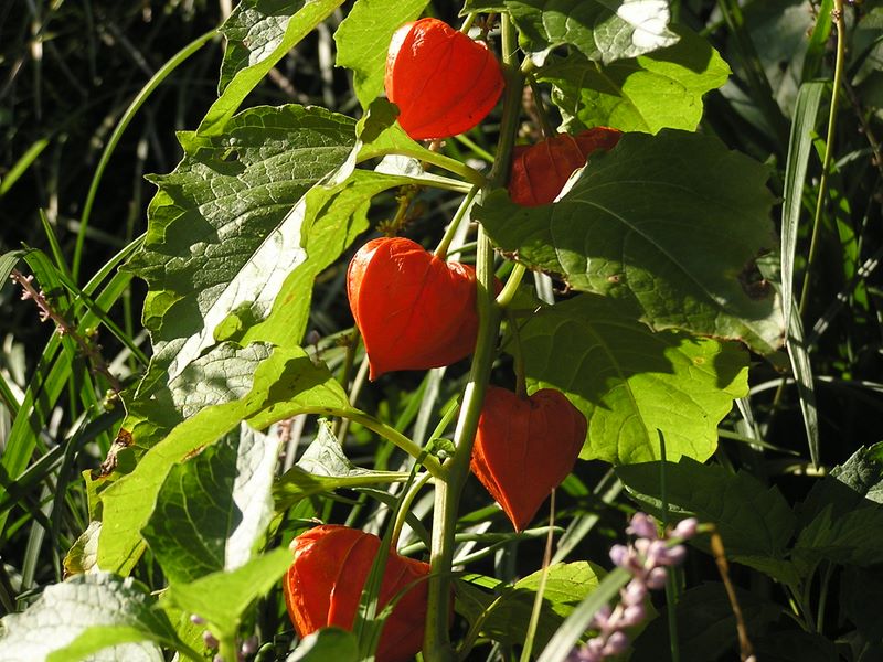 御岳山・日の出山 -- 夏が終わり、秋が始まる