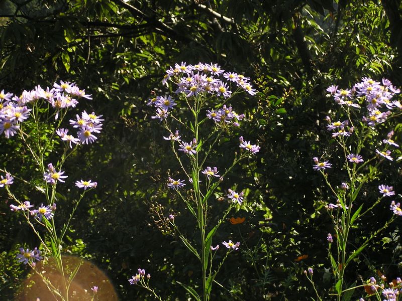 御岳山・日の出山 -- 何という野菊かな？