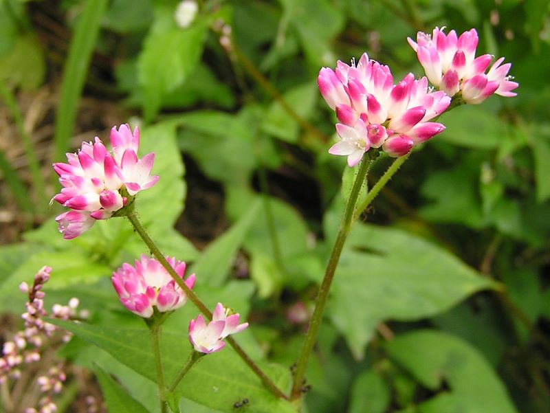 御岳山・日の出山 -- ミゾソバです。