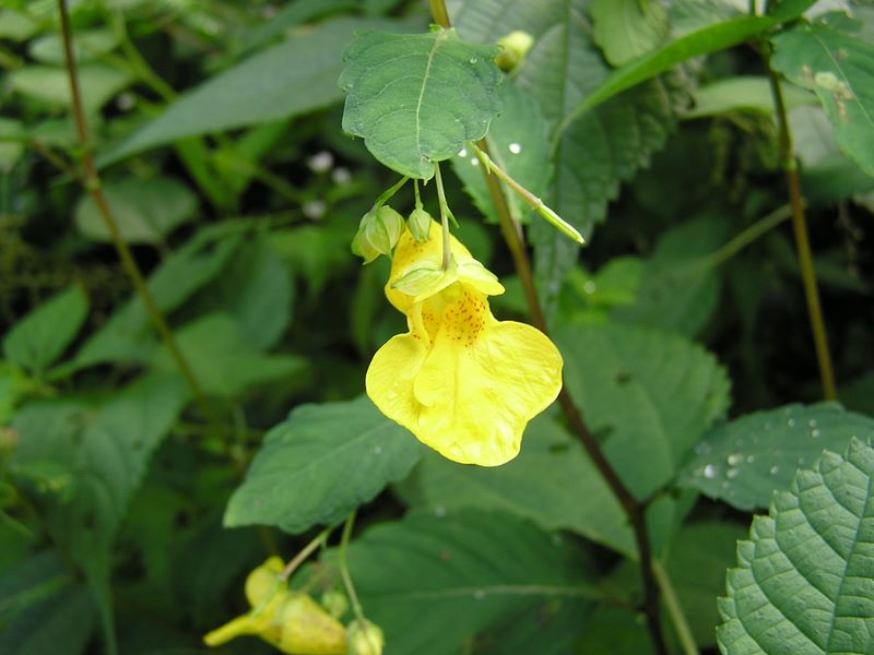 御岳山・日の出山 -- キツリフネです