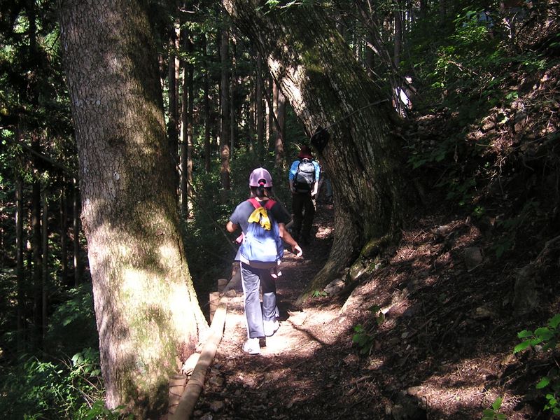 三頭山 -- ブナ林に至る前に針葉樹林を歩きます