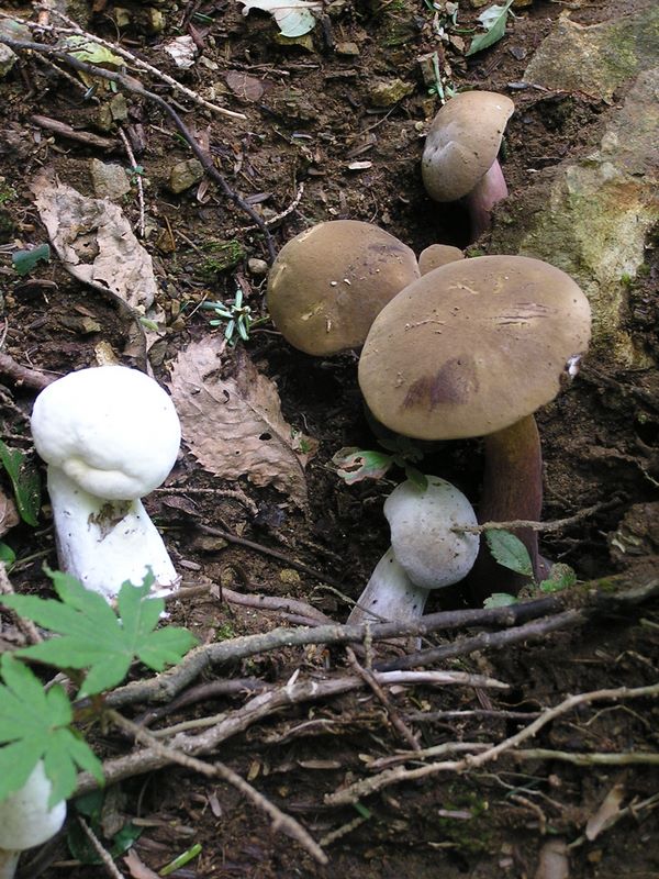 三頭山 -- 雨後のきのこ