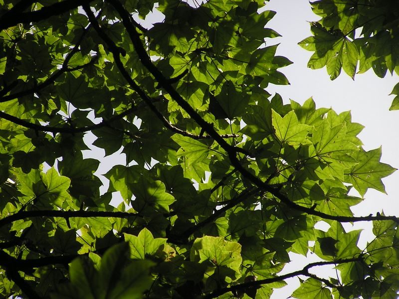 三頭山 -- 「ハリギリ」