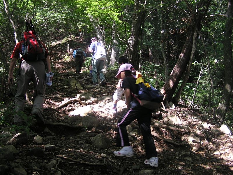 三頭山 -- 混合樹林