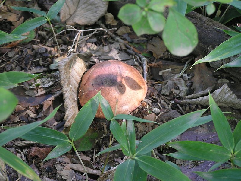 三頭山 -- 焼き文様つきまんじゅうみたいな茸