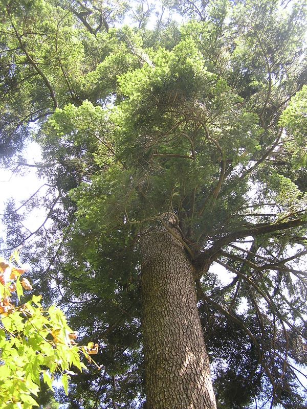 三頭山 -- 堂々としたモミの木