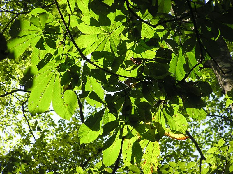 三頭山 -- トチノキ