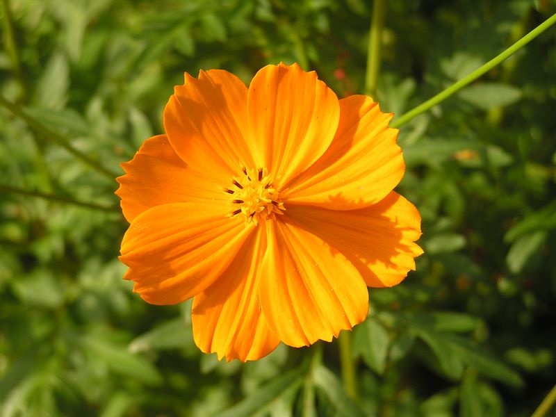 三頭山 -- キバナコスモスは里の花
