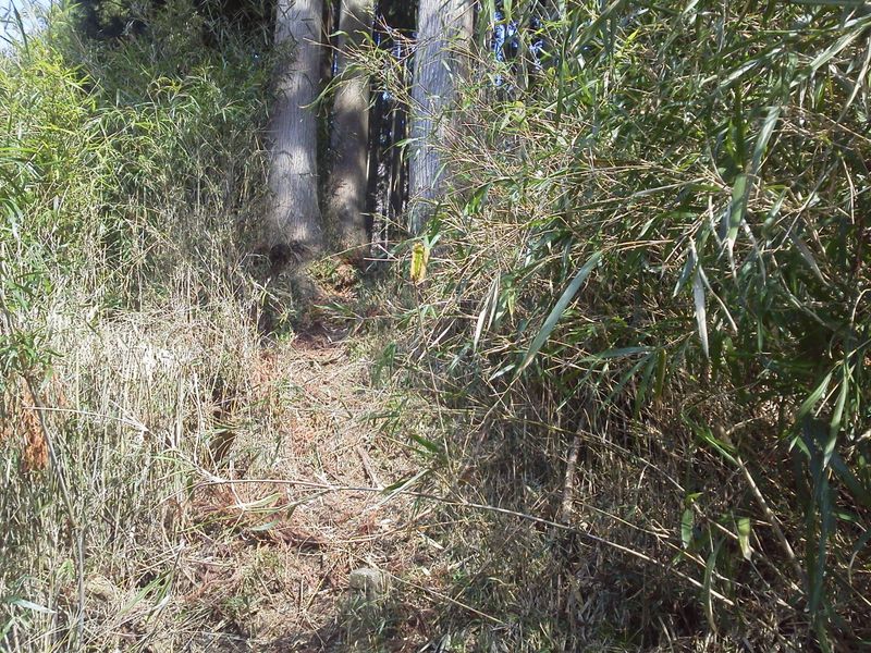 笹薮の中を登って行く